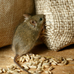 Here’s How to Get Rid of Voles